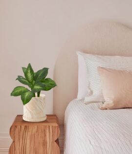 Indoor terracotta planter