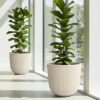 Large beige plastic planter